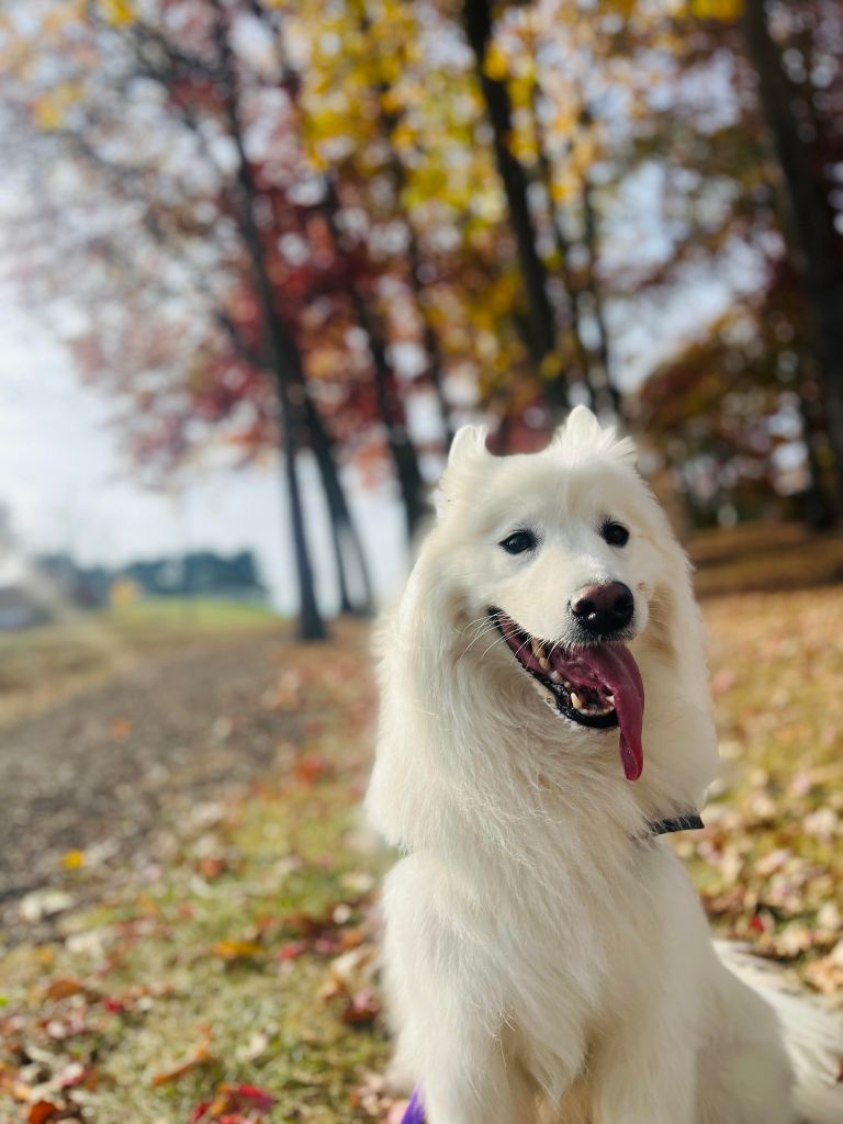 This is Kaya our 5 year old Samoyed enjoying a crisp fall walk!